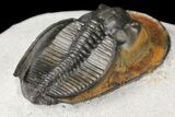 Harpes (Scotoharpes) Trilobite - Orange Head Shield #125079-4